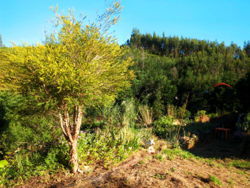 Teebaum, 1,25 mm Wachstum pro Tag, Goladinha, Portugal