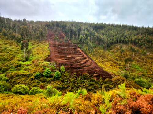 Terrassen geschoben, Eukalyptuspflanzung?. Lizenz, Goladinha, Portugal