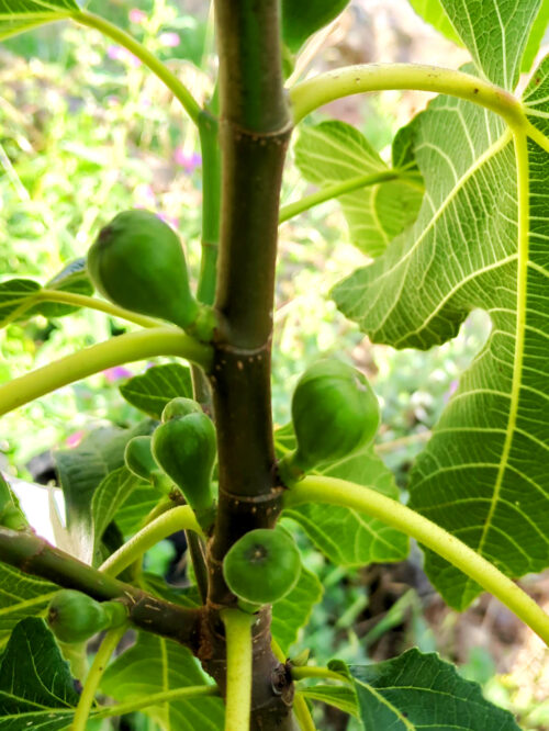 Feigen, Feigenbaum, 2018 gepflanzt, trägt erstmals gut, haselnuss- bis walnussgrosse Früchte, Goladinha, Portugal