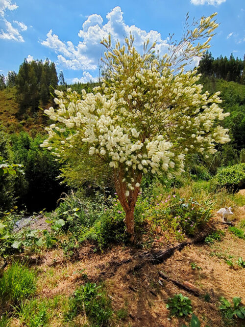 Teebaum, volle Blütenpracht, Goladinha, Portugal