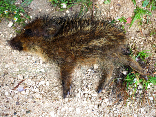 Wildschwein-Baby, Wildschwein-Junges, tot vor der Haustür, Goladinha, Portugal
