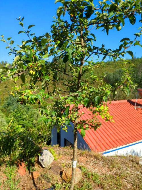 wilderApfelbaum, nachdem Feuer 2017 gewachsen, Goladinha, Portugal