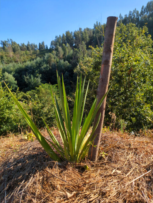 Yucca, Stecklinge, gute Entwicklung, Goladinha, Portugal