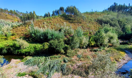 Flussbett roden, Schwemmland, Kiesbett, Goladinha, Portugal