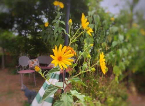 Es herbstelt schon, Spätsommer zu früh, Goladinha, Portugal