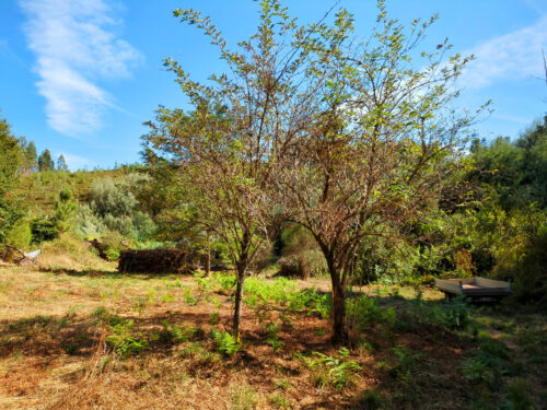 Hollunder, kahl, Goladinha, Portugal