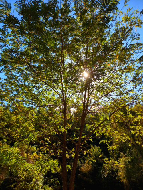 strahlend sonniger Tag, Pseudoakazie, Robinie, Herbst, Goladinha, Portugal,