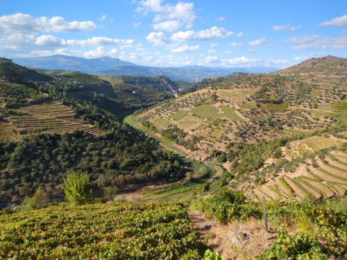 Weinberge, Varosa-Tal, Goladinha, Portugal