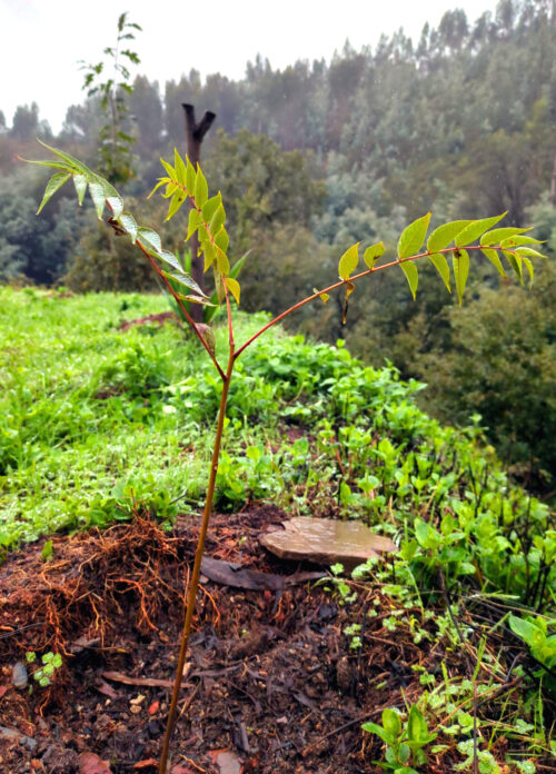 Essigbaum, Goladinha, Portugal