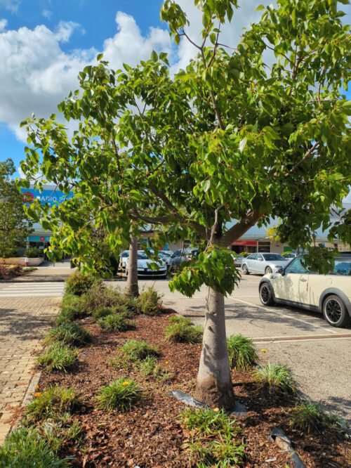 Flaschenbaum, Mondego Retail Park, Taveiro, Coimbra, Goladinha, Portugal