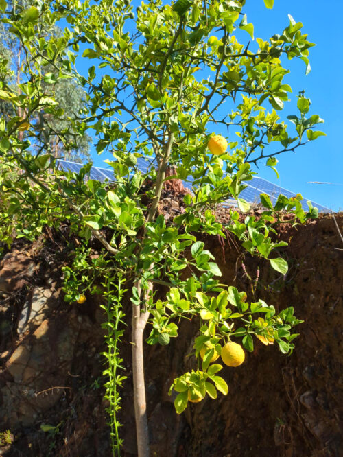 Wilde Orange, Goladinha, Portugal