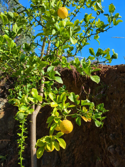 Wilde Orange, Goladinha, Portugal