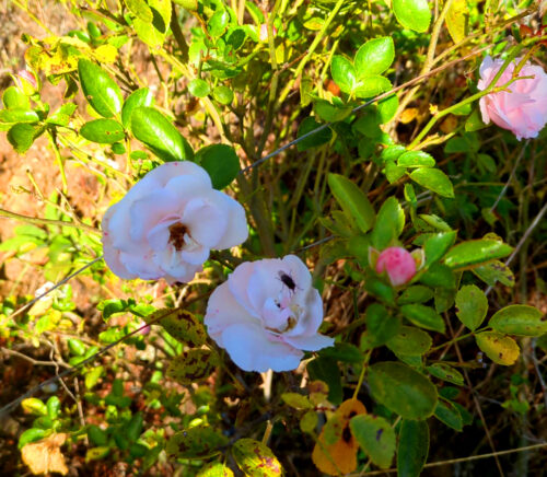 Tannenrose, Goladinha, Portugal