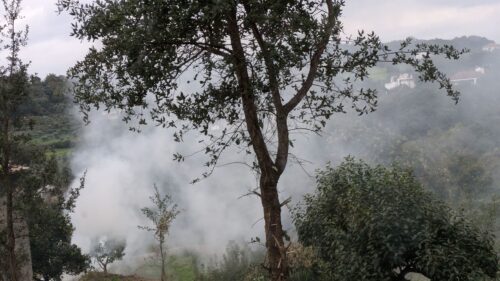 verbrennen, Äste und Zweige nach Olivenernte, Goladinha, Portugal