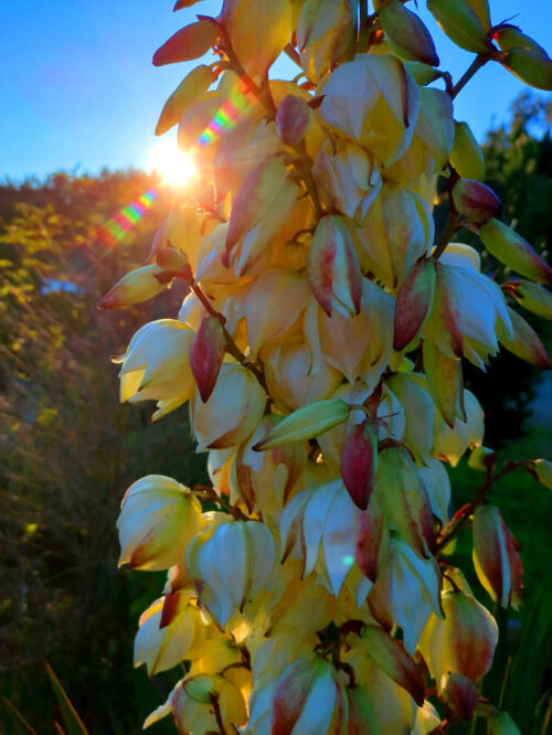 Palmlilie, Yucca, blüht, Goladinha, Portugal