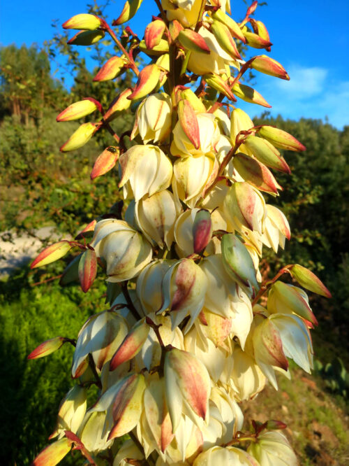 Palmlilie, Yucca, blüht, Goladinha, Portugal