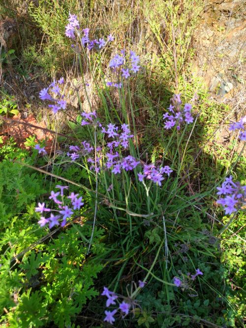 Zimmerknoblauch, Herbstblüher, Goladinha, Portugal