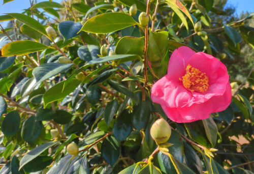 Kamelie, Camelie, Knospen und Blüten im Herbst, Goladinha, Portugal