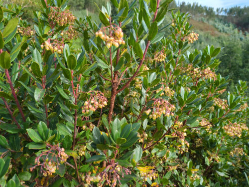 Medronho, Erdbeerbaum, Blüte, Goladinha, Portugal