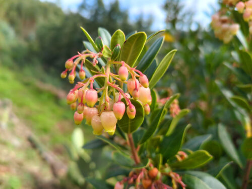 Medronho, Erdbeerbaum, Blüte, Goladinha, Portugal