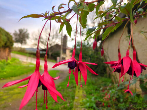 Leonhart Fuchs, Fuchsie, Wemding, Pardieiros, Goladinha, Portugal