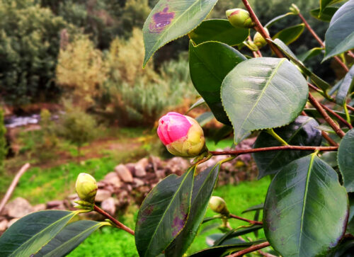 Kamelie, Camelie, Knospen und Blüten im Herbst, Goladinha, Portugal