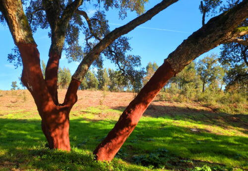 Korkeichen, Stadtwald, Figueiro dos Vinhos, Goladinha, Portugal