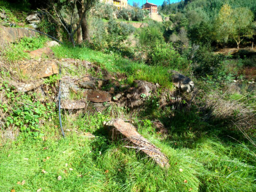 Wildschweine, Goladinha, Portugal