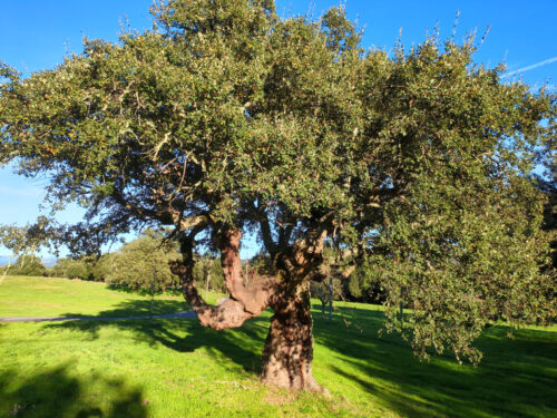 Korkeichen, Pedrogao Pequeno, Goladinha, Portugal