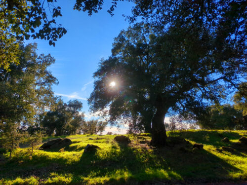 Korkeichen, Pedrogao Pequeno, Goladinha, Portugal