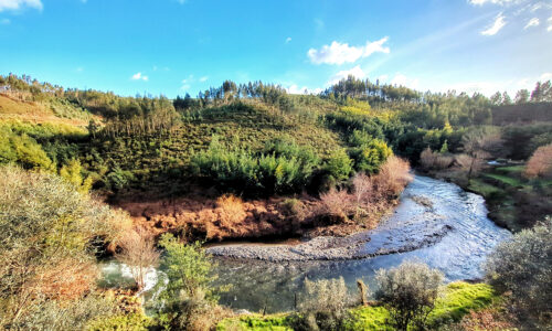 Alge nach Hochwasser, gleissendes Sonnenlicht, Mimosenblüte, Goladinha, Portugal