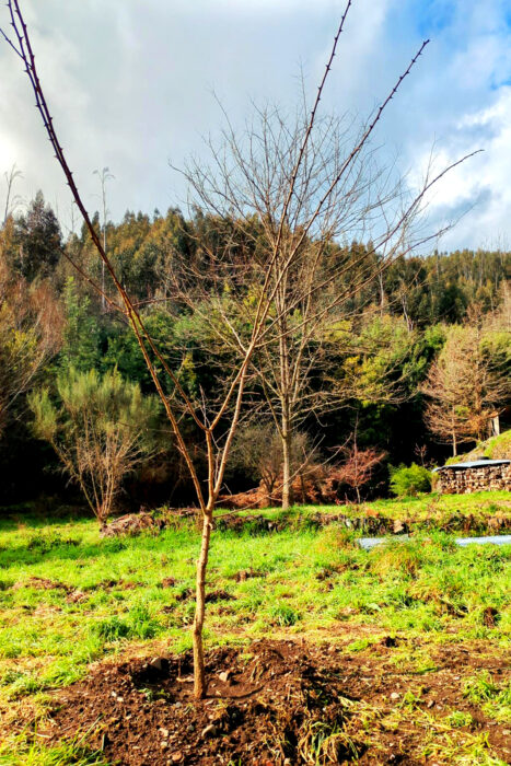 kleine Pseudo-Robini verpflanzt, Knaubenhof, Goladinha, Portugal 