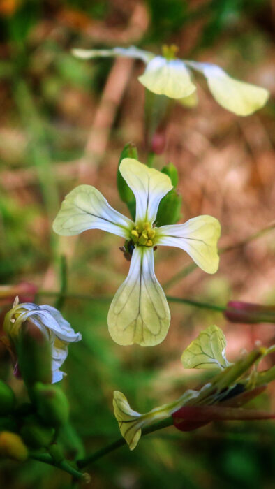 Frühlingsblüten, Senhor Pessoa, Goladinha, Portugal