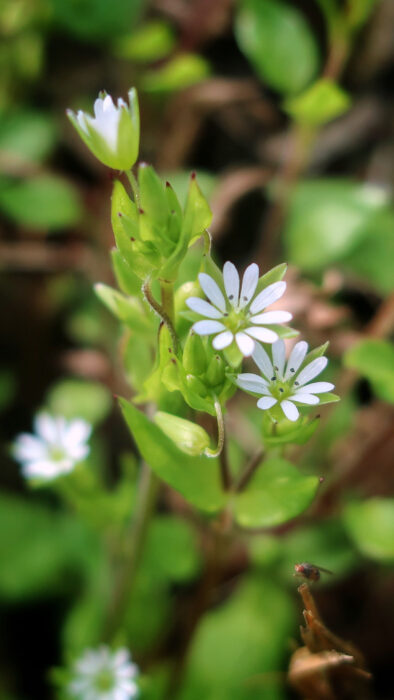 Frühlingsblüten, Senhor Pessoa, Goladinha, Portugal