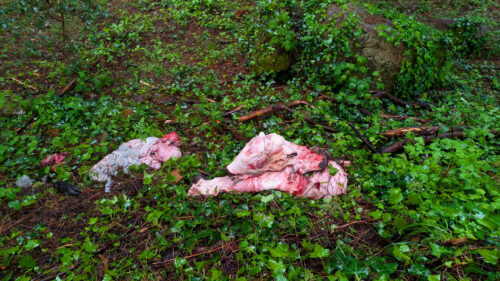 Figueiro dos Vinhos, Stadtwald, totes, geschlachtetes Schwein, Goladinha, Portugal