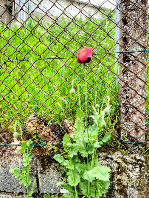 Klatschmohn, Strassenrand, Goladinha, Portugal