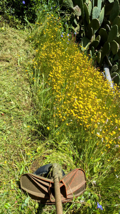 Limpeza, Blumen blühen, Grundstücksreinigung, Goladinha, Portugal, 