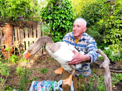 Hans im Glück, Joao na sorte, Gans, blaue Augen, Goladinha, Portugal