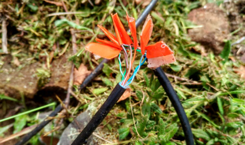 Limpeza, Internetnetkabel durchtrennt, Blüte, Goladinha, Portugal