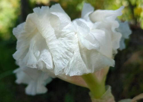Irisblüte, Goladinha, Portugal