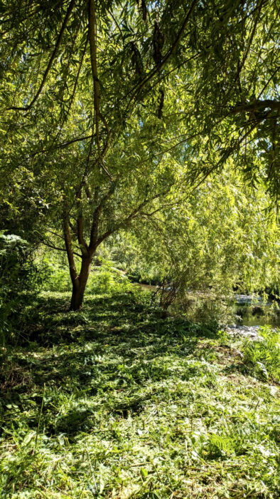Trauerweiden, ruhige und schattige Plätze, Flussufer, Goladinha, Portugal