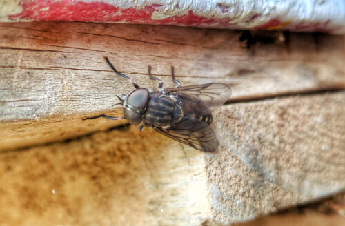 dicke, grosse Fliege, Goladinha, Portugal