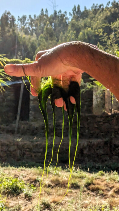 Algen in der Alge, Superfood, Vitamine, Eiweiss, Mineralstoffe, Goladinha, Portugal