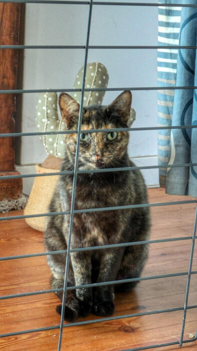 nächtliche Kühle, alle Türen auf, Gitter schützt vor Katzeninvasion, Goladinha, Portugal