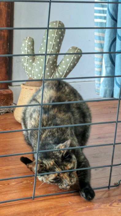 nächtliche Kühle, alle Türen auf, Gitter schützt vor Katzeninvasion, Goladinha, Portugal