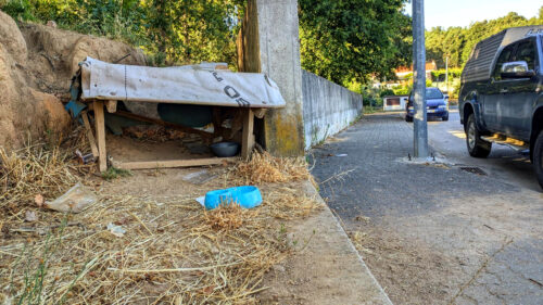 Figueiro dos Vinhos, Supermarkt, Behausung für wilde Hunde und Katzen, Goladinha, Portugal