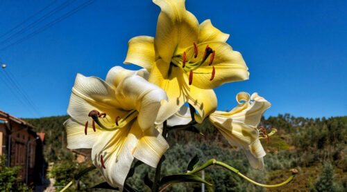 Lilien duften herrlich, Goladinha, Portugal