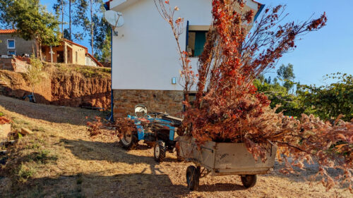 Blue Tiger, Sträucher, Kompost, Transport, Goladinha, Portugal,