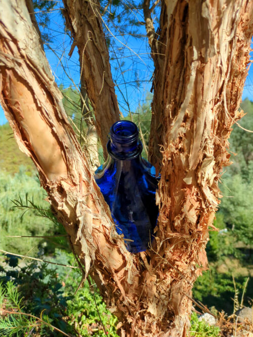 Teebaum, Rinde, Teebaumrinde, Goladinha, Portugal