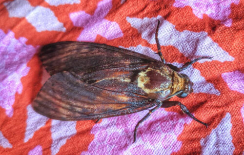 Totenkopfschwärmer, seltener Falter, Schmetterling, Goladinha, Portugal
